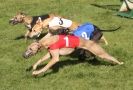 Image 1 in WHIPPET RACING