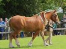 Image 2 in SUFFOLK  HORSE  SPECTACULAR. (HEAVY  HORSE  BREEDS)