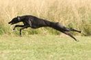 Image 1 in LURCHERS.  SANDRINGHAM 2012 ( OVERS AND ROUGH COATS ) TIMED RUNS