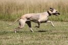 Image 10 in LURCHERS.  SANDRINGHAM 2012 ( OVERS AND ROUGH COATS ) TIMED RUNS