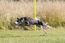 Image 13 in LURCHERS.  SANDRINGHAM 2012 ( OVERS AND ROUGH COATS ) TIMED RUNS