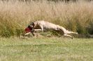 Image 26 in LURCHERS.  SANDRINGHAM 2012 ( OVERS AND ROUGH COATS ) TIMED RUNS