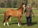 Image 1 in WORLD HORSE WELFARE SHOWING SHOW. 17 APRIL 2016
