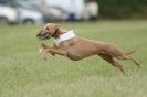 Image 18 in CANINE FUN DAY. LURCHER LURE COURSING AND RACING