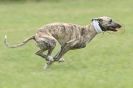 Image 2 in CANINE FUN DAY. LURCHER LURE COURSING AND RACING
