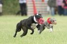 Image 7 in CANINE FUN DAY. LURCHER LURE COURSING AND RACING