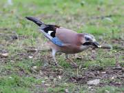 Image 10 in JAYS AND OTHER CORVIDS FROM MY GARDEN HIDE AND BEYOND..
