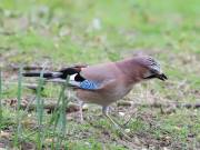 Image 11 in JAYS AND OTHER CORVIDS FROM MY GARDEN HIDE AND BEYOND..