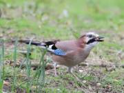 Image 14 in JAYS AND OTHER CORVIDS FROM MY GARDEN HIDE AND BEYOND..
