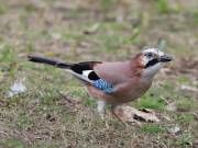 Image 20 in JAYS AND OTHER CORVIDS FROM MY GARDEN HIDE AND BEYOND..