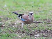 Image 7 in JAYS AND OTHER CORVIDS FROM MY GARDEN HIDE AND BEYOND..