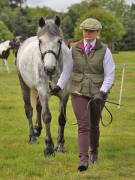 Image 6 in BERGH  APTON  HORSE  SHOW.  PART  TWO.