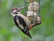 Image 3 in GREAT SPOTTED WOODPECKER