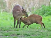 Image 21 in MUNTJAC DEER. DAY AND NIGHT.
