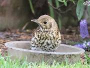 Image 3 in SONG THRUSH.