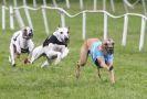 Image 1 in HONEY HILLS OPEN (WHIPPET RACING) MAY 2011