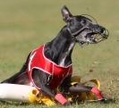 Image 14 in WHIPPET RACING. 3RD CHAMPS MORETON IN MARSH 4 OCT.2009