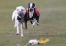 Image 18 in WHIPPET RACING. 3RD CHAMPS MORETON IN MARSH 4 OCT.2009