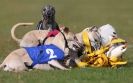 Image 6 in WHIPPET RACING. 3RD CHAMPS MORETON IN MARSH 4 OCT.2009