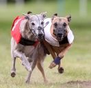 Image 13 in WHIPPET RACING. ANDOVER OPEN SEPT.2009