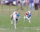 Image 4 in OXFORD PEDIGREE WHIPPET RACING CLUB OPEN EVENT