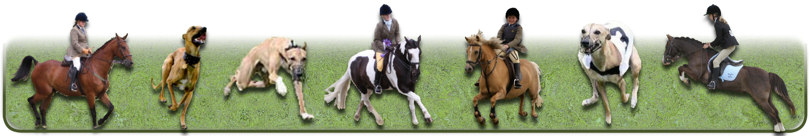 Home Page Whippet Banner