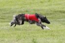 B S F A  MAY 2012.  BORZOI ( JUST  ONE  DOG  )