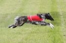 Image 10 in B S F A  MAY 2012.  BORZOI ( JUST  ONE  DOG  )