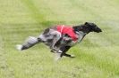 Image 11 in B S F A  MAY 2012.  BORZOI ( JUST  ONE  DOG  )