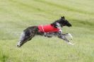 Image 12 in B S F A  MAY 2012.  BORZOI ( JUST  ONE  DOG  )