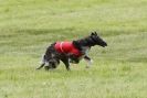 Image 3 in B S F A  MAY 2012.  BORZOI ( JUST  ONE  DOG  )