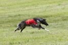 Image 4 in B S F A  MAY 2012.  BORZOI ( JUST  ONE  DOG  )