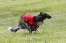 Image 6 in B S F A  MAY 2012.  BORZOI ( JUST  ONE  DOG  )