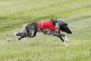 Image 7 in B S F A  MAY 2012.  BORZOI ( JUST  ONE  DOG  )