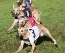 Image 10 in WHIPPET RACING