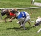 Image 12 in WHIPPET RACING