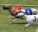 Image 13 in WHIPPET RACING