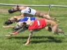 Image 14 in WHIPPET RACING