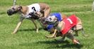 Image 15 in WHIPPET RACING