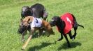 Image 17 in WHIPPET RACING