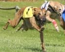 Image 19 in WHIPPET RACING