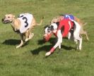 Image 2 in WHIPPET RACING