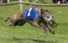 Image 20 in WHIPPET RACING