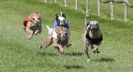 Image 21 in WHIPPET RACING
