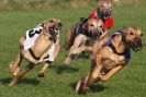 Image 25 in WHIPPET RACING