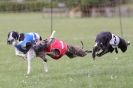 Image 27 in WHIPPET RACING