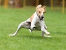 Image 28 in WHIPPET RACING