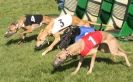 Image 3 in WHIPPET RACING
