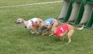 Image 5 in WHIPPET RACING