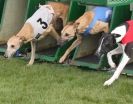 Image 6 in WHIPPET RACING